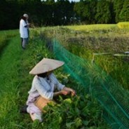 TPP妥結で日本の農地は海外企業のものになる