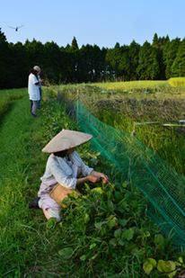 TPP妥結で日本の農地は海外企業のものになる